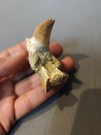 Mosasaurus - Fossiele tand - 5 cm - 6 cm (Zonder