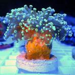 Euphyllia Divisa Ultra Green (1 kop), Dieren en Toebehoren, Overige Dieren