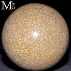 Os de dinosaure agatisés sculptés - Os fossilisé - Exclusive