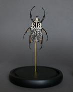 Kevel Taxidermie volledige montage - Goliathus orientalis -, Nieuw