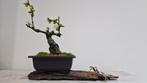 Bonsai - Hoogte (boom): 20 cm - Diepte (boom): 13 cm - Japan, Antiek en Kunst