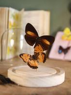 Vlinder Taxidermie volledige montage - Véritable Euploea