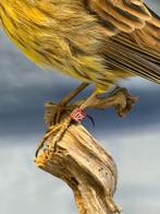 Zigolo giallo Taxidermie volledige montage - Emberiza, Nieuw