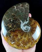 Ammoniet - Gefossiliseerd dier - Aioloceras (Cleoniceras), Verzamelen