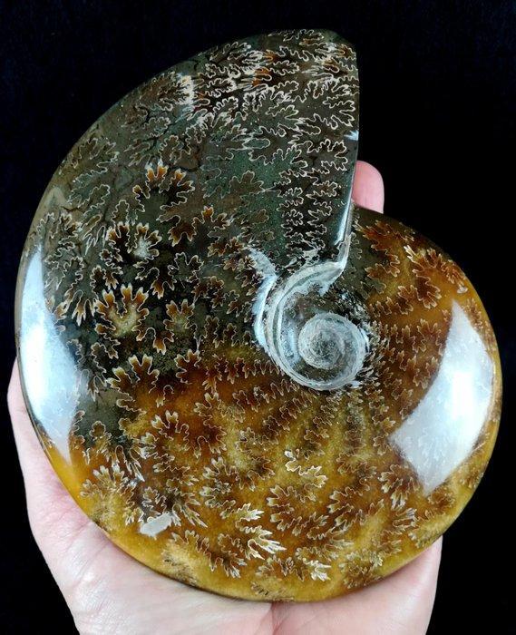 Ammoniet - Gefossiliseerd dier - Aioloceras (Cleoniceras), Verzamelen, Mineralen en Fossielen