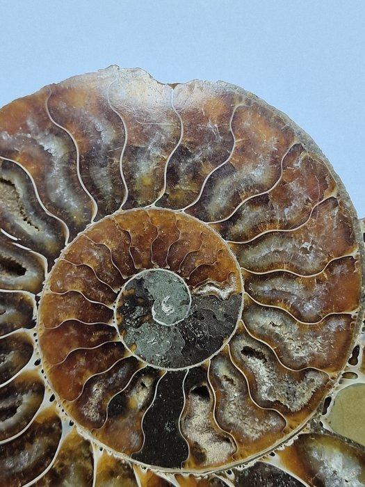 Ammoniet - Gefossiliseerde schelp - Aioloceras (Cleoniceras), Verzamelen, Mineralen en Fossielen
