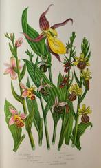 Anne Pratt - The flowering plants, grasses, sedges & ferns