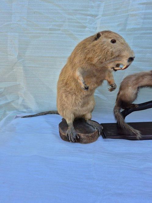 Reuzenot en diefje - Taxidermie volledige montage -, Verzamelen, Dierenverzamelingen