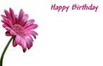 Bloemenkaartjes - 50 stuks happy birthday gerbera pink, Nieuw