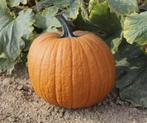 Boomer F1 PMT Halloween 50 zaden - 50 zaden Halloweenpompoen, Nieuw
