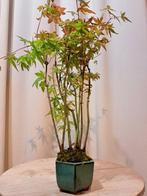 Acer yamamomiji forrest - Hoogte (boom): 30 cm - Diepte