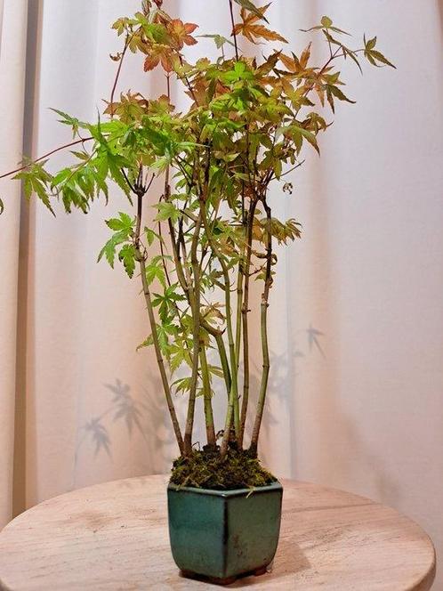 Acer yamamomiji forrest - Hoogte (boom): 30 cm - Diepte, Antiek en Kunst, Curiosa en Brocante
