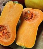 Butternut helviz f1 hoogproductive flespompoen