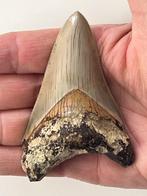 Megalodon tand 9,0 cm - Fossiele tand - Carcharocles