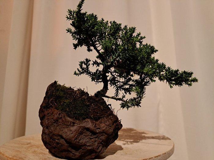 Bonsaï Genévrier (Juniperus) - Hauteur (arbre) : 10 cm -, Antiek en Kunst, Curiosa en Brocante