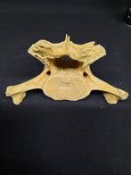 halswervels grottenbeer - Fossiel wervelbot - Ursus spelaeus