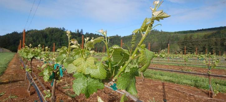 Cortenstaal Wijngaardpalen, Tuin en Terras, Gaas en Draad, Overige typen, Nieuw, Ophalen