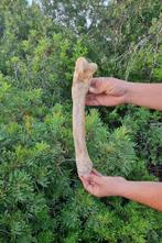 Dinosaurus - Fossiel dijbeen - undetermined - 36 cm