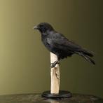 Kraai Taxidermie Opgezette Dieren By Max, Verzamelen, Dierenverzamelingen, Ophalen of Verzenden, Nieuw, Vogel, Opgezet dier