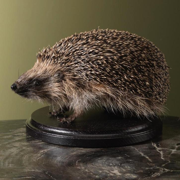 Egel Taxidermie Opgezette Dieren By Max, Verzamelen, Dierenverzamelingen, Opgezet dier, Nieuw, Wild dier, Ophalen of Verzenden