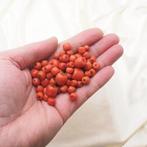 Oud koraal, 58 g Koraal - Corallium (Zonder minimumprijs), Antiek en Kunst