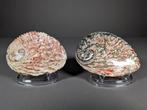 Paar mooie abalone, natuurlijk en gepolijste parelmoer, Nieuw