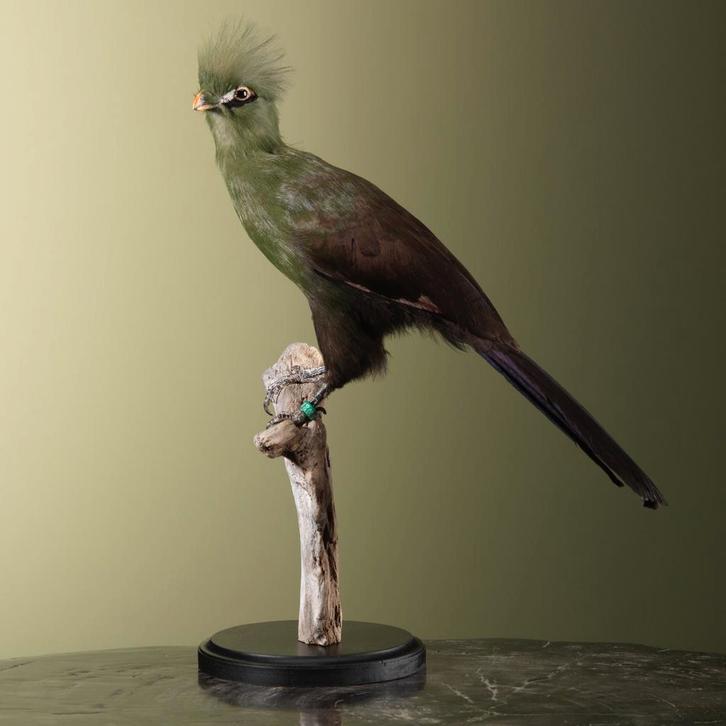 Groene Toerako Taxidermie Opgezette Dieren By Max, Verzamelen, Dierenverzamelingen, Opgezet dier, Nieuw, Vogel, Ophalen of Verzenden