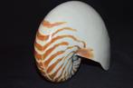 Nautiloidea Zeeschelp - M-974 NAUTILUS POMPILIUS, Nieuw