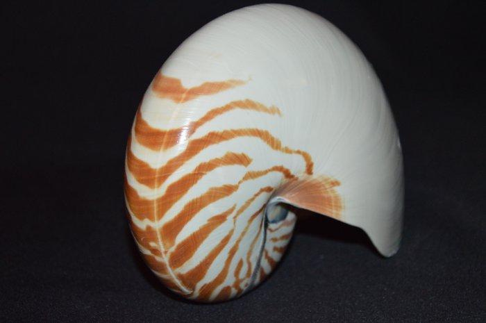 Nautiloidea Zeeschelp - M-974 NAUTILUS POMPILIUS, Verzamelen, Dierenverzamelingen