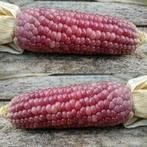 Zea pofmais little miss muffet decoratieve kleinverpakking, Nieuw