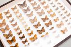 Vlinders van Europa - Zeldzame antieke entomologiecollectie, Nieuw