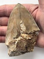 Megalodon tand 10,0 cm - Fossiele tand - Carcharocles