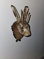 hazenkop ( jackalope ) Taxidermie volledige montage - Lepus