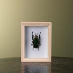 Mecynorhina Kever in Lijst, Ophalen of Verzenden, Nieuw, Insect, Opgezet dier