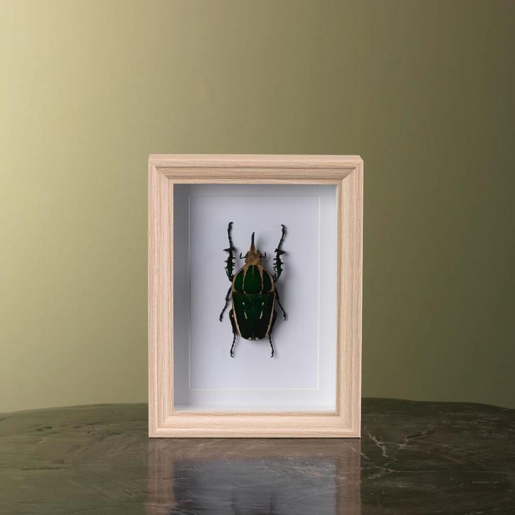 Mecynorhina Kever in Lijst, Verzamelen, Dierenverzamelingen, Opgezet dier, Nieuw, Insect, Ophalen of Verzenden