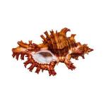 Sauls Murex Taxidermie wandmontage - Chicoreus saulii - 8.5, Nieuw