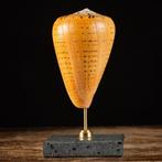 Betuline Cone - zeeslak schelp - marmeren voet Zeeschelp -