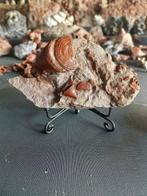 Symbiotisch marien ecosysteem van het Krijt -