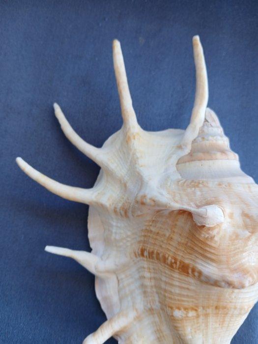 Conque Coquillage marin - LAMBIS LAMBIS XL (Sans Prix de, Antiek en Kunst, Curiosa en Brocante