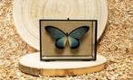 Vlinder Taxidermie volledige montage - Papilio zalmoxis - 12