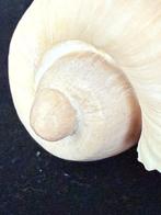 Escargot de mer Coquillage marin - S-122 CYMBIUM OLLA (Sans, Collections