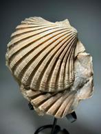 Grote fossiele Pecten - beide kleppen - Gefossiliseerde