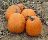 IgorF1 Halloweenpompoen 100  zware halloween pompoen, Hobby en Vrije tijd, Knutselen, Nieuw