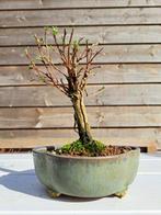 potentilla fruticosa bonsai in bonsaischaal - Hoogte (boom):, Antiek en Kunst