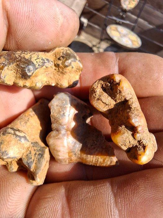 Grotbeer Verzameling - Fossiele matrix - Ursus spelaeus, Verzamelen, Mineralen en Fossielen