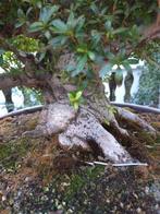 Rhododendron indicum (Azalea) - Verzamelstuk - Hoogte