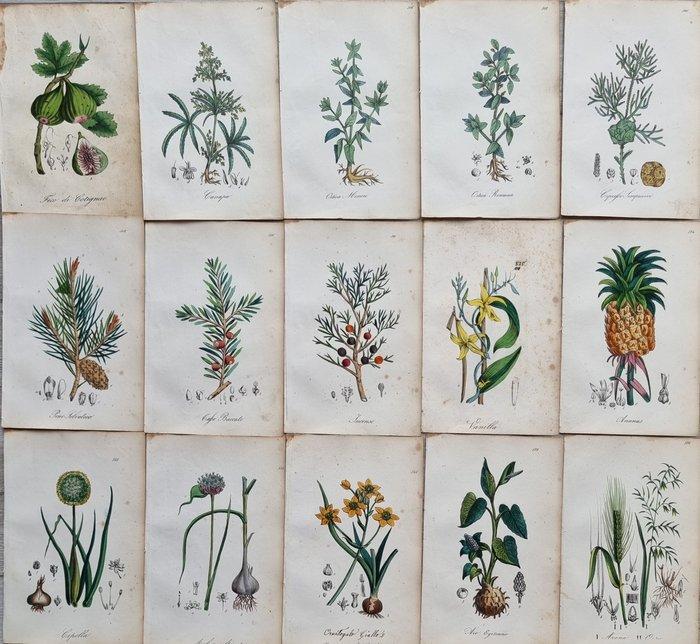 Felice Cassone (1815/ 1854) - Lot. of 15 sheets - Flora, Antiquités & Art, Antiquités | Livres & Manuscrits