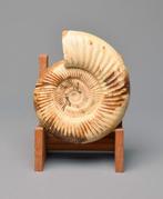 Ammonite - Animal fossilisé - Kranaosphinctes sp. - 19 cm, Verzamelen, Mineralen en Fossielen