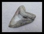 *Georgia USA* Megalodon - Fossiele tanden - 112 mm - 90 mm, Collections