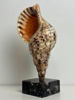 Tritons Trumpet - - Gefossiliseerde schelp - Charonia, Collections